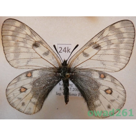 Parnassius acdestis subsp. cinerosus Stichel, 1907 China24k